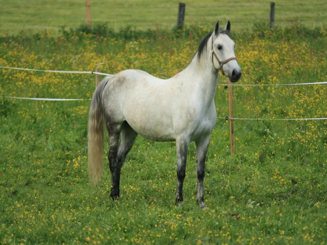 Faciliteiten en service van vakantiehuis