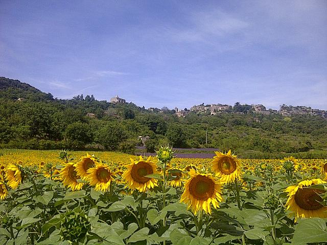 Immediate Surroundings [summer] (<1 km)