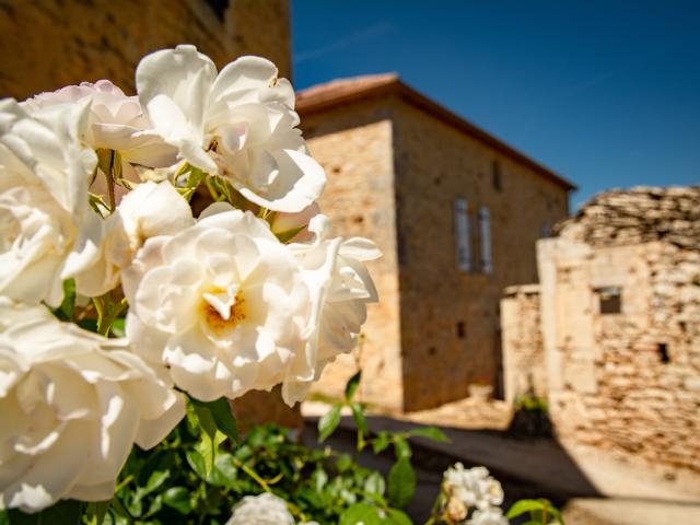 Ambiente / Nahaufnahme