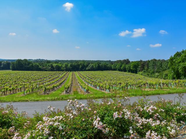 Aussicht vom Ferienhaus [Sommer]
