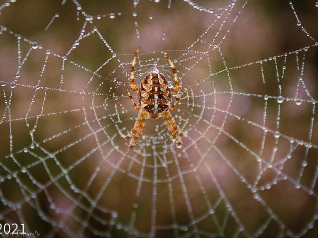 Direkte Umgebung [Sommer] (<1 km)