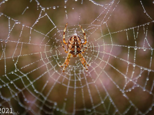 Omgeving [zomer] (1-5 km)