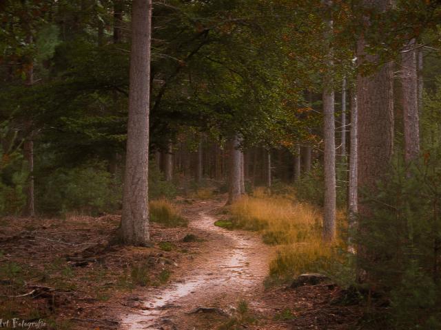 Omgeving [zomer] (1-5 km)