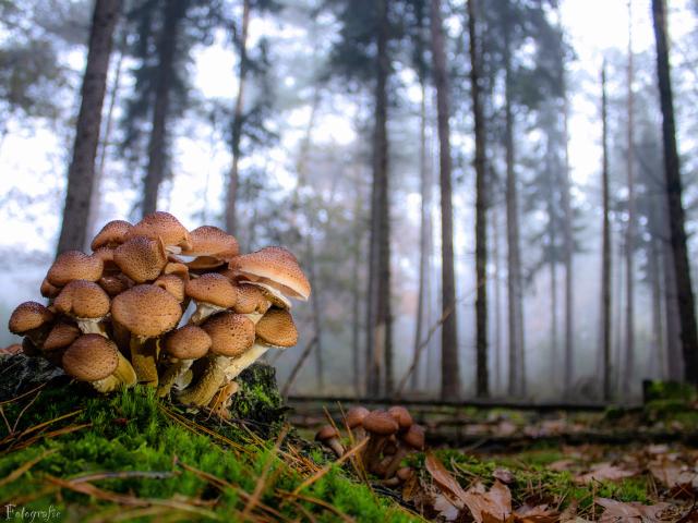 Omgeving [zomer] (1-5 km)