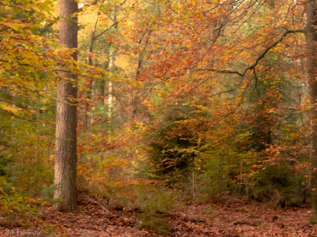 In de regio [zomer] (>5 km)