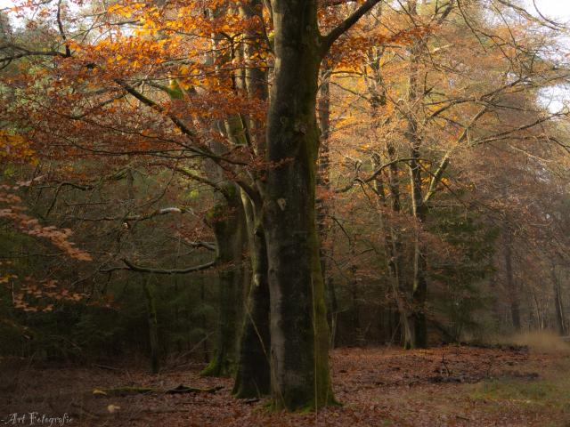 Omgeving [zomer] (1-5 km)