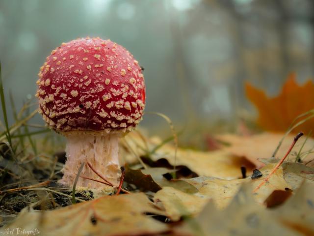 Surroundings [summer] (1-5 km)