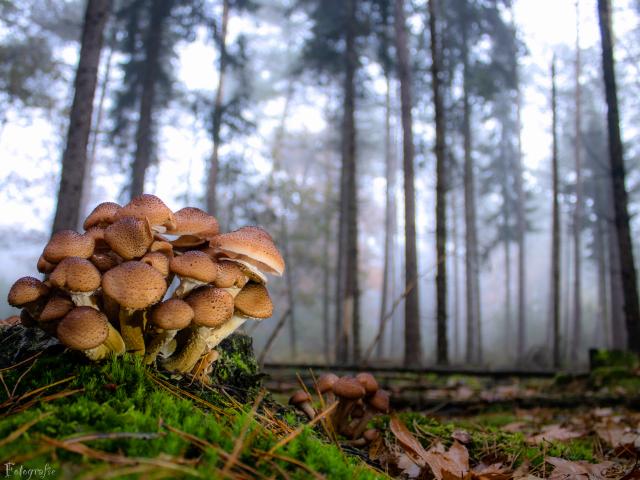 Surroundings [summer] (1-5 km)