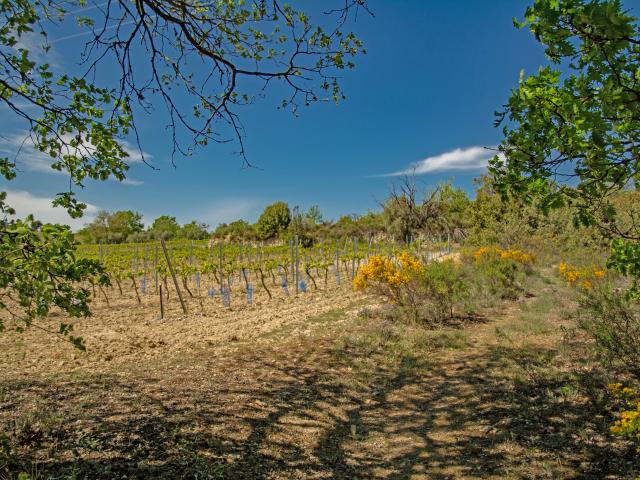 Immediate Surroundings (<1 km)