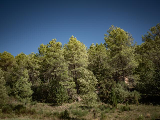 A proximité directe (<1 km)