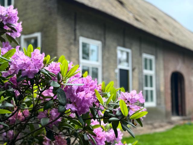 Ambiente / Nahaufnahme