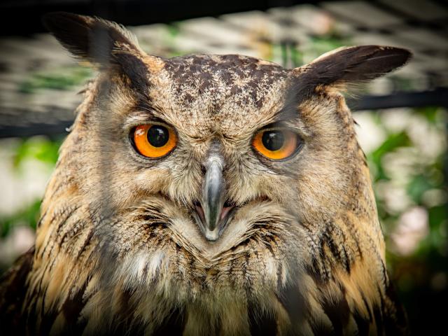 Ambiente / Nahaufnahme