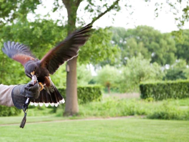 Ambiente / Nahaufnahme