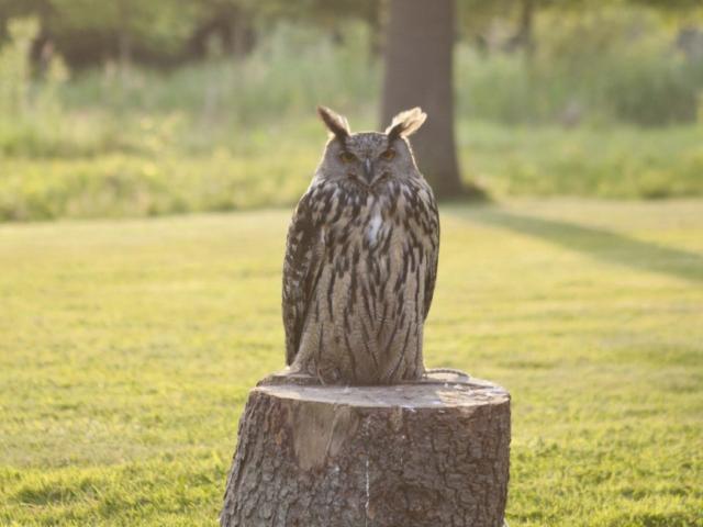 Ambiente / Nahaufnahme