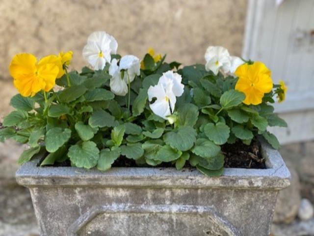 Ambiente / Nahaufnahme