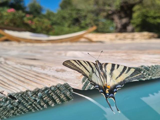 Ambiente / Nahaufnahme