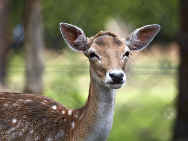 Ambiente / Nahaufnahme