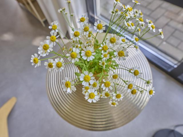 Ambiente / Nahaufnahme