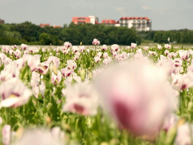 A proximité directe (<1 km)