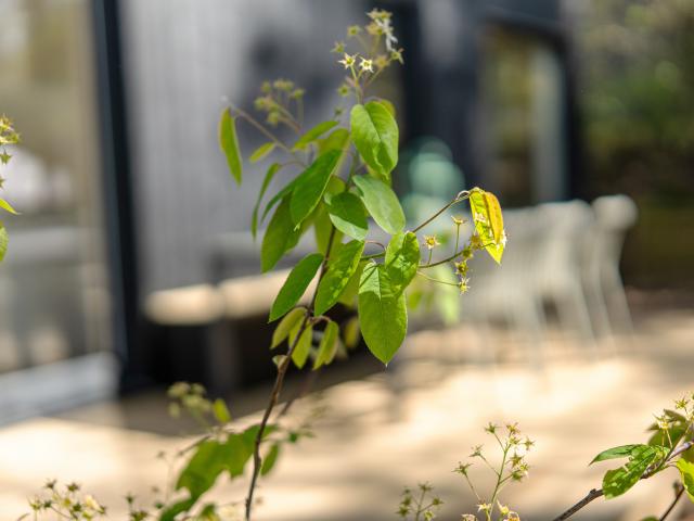 Ambiente / Nahaufnahme