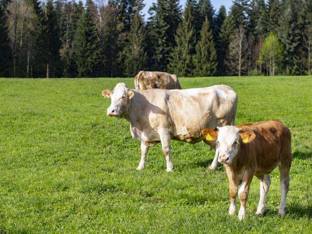 A proximité directe (<1 km)