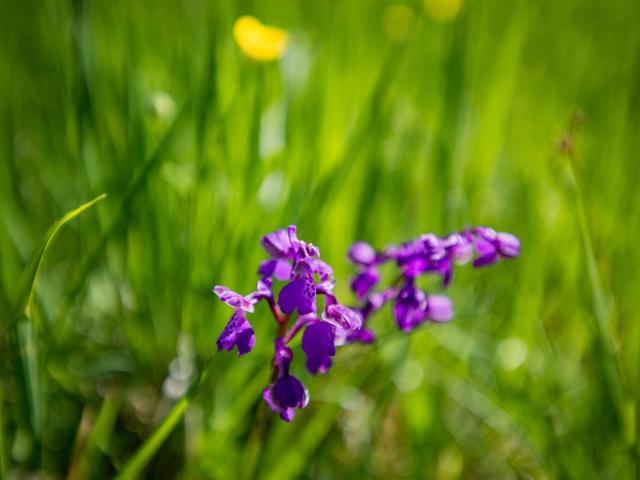 Ambiente / Nahaufnahme