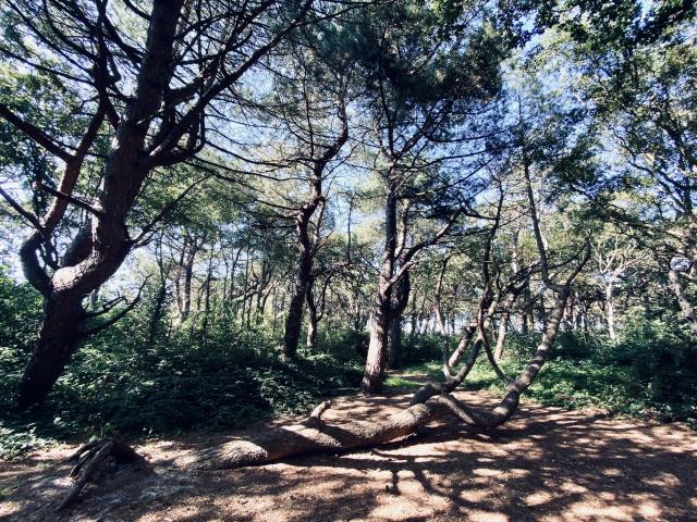 Immediate Surroundings [summer] (<1 km)