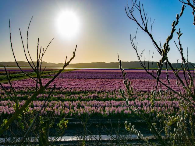 Immediate Surroundings [summer] (<1 km)