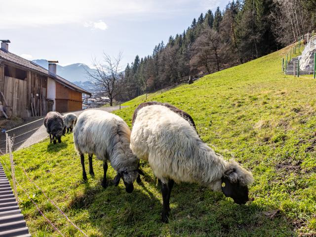 Directe omgeving (<1 km)