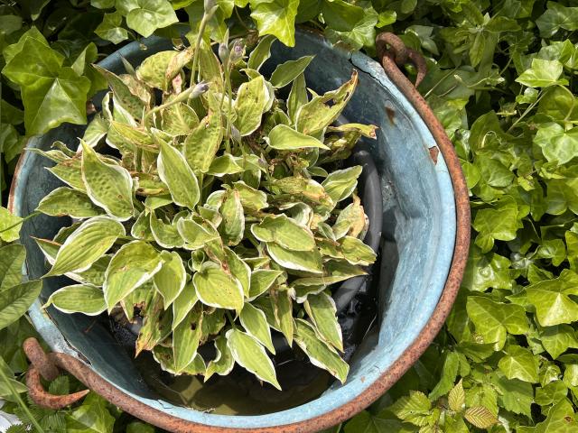 Ambiente / Nahaufnahme