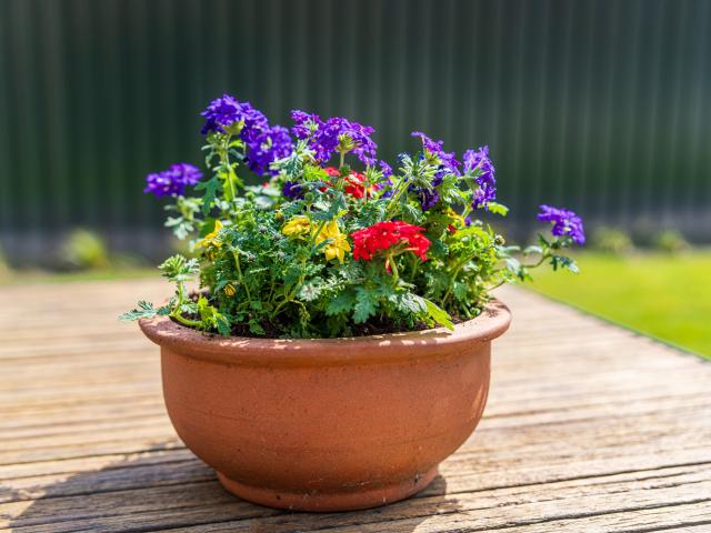 Ambiente / Nahaufnahme