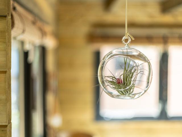 Ambiente / Nahaufnahme