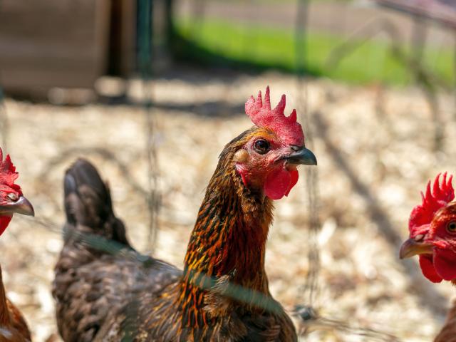 Immediate Surroundings (<1 km)