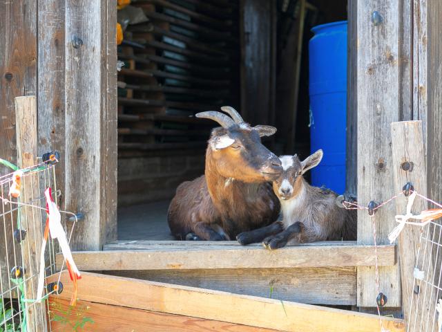 Immediate Surroundings (<1 km)