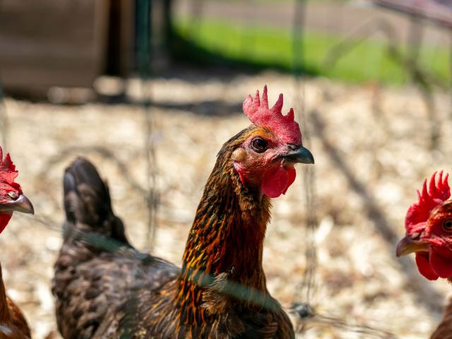 Directe omgeving (<1 km)