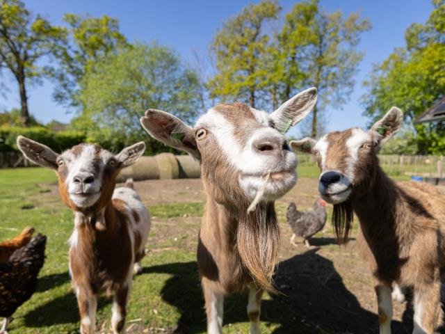 Direkte Umgebung [Sommer] (<1 km)