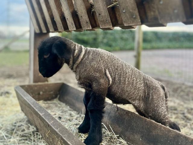 Ambiente / Nahaufnahme