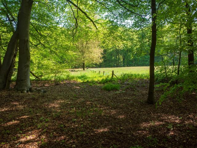 Immediate Surroundings (<1 km)