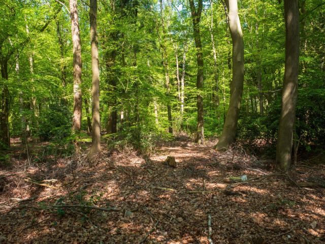 Immediate Surroundings (<1 km)