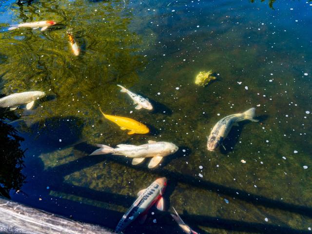 Immediate Surroundings (<1 km)