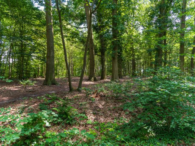 Direkte Umgebung [Sommer] (<1 km)