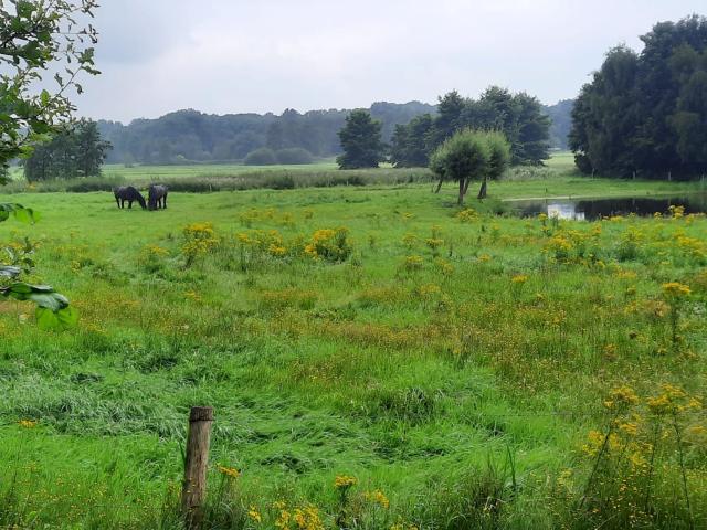Aussicht vom Ferienhaus [Sommer]
