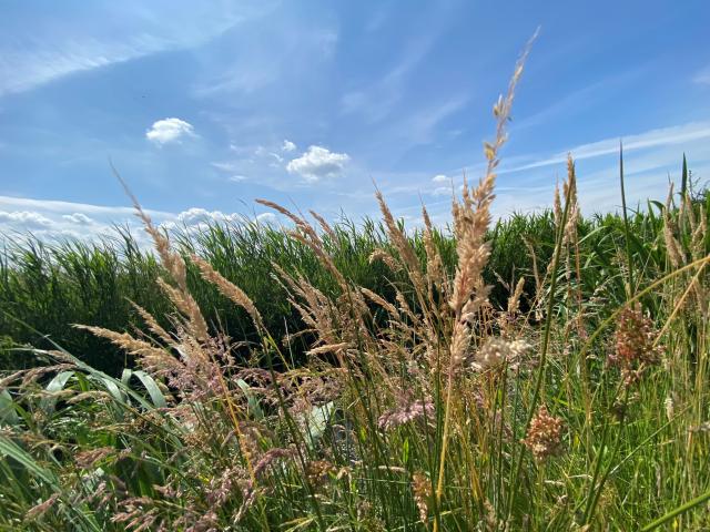 In der Region (>5 km)