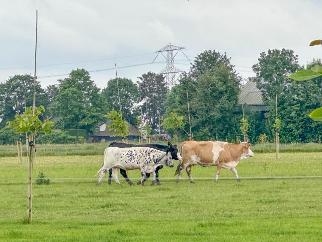 Direkte Umgebung (<1 km)