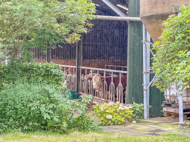 Ambiente / Nahaufnahme