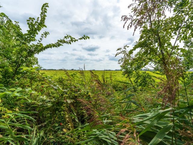 Immediate Surroundings (<1 km)