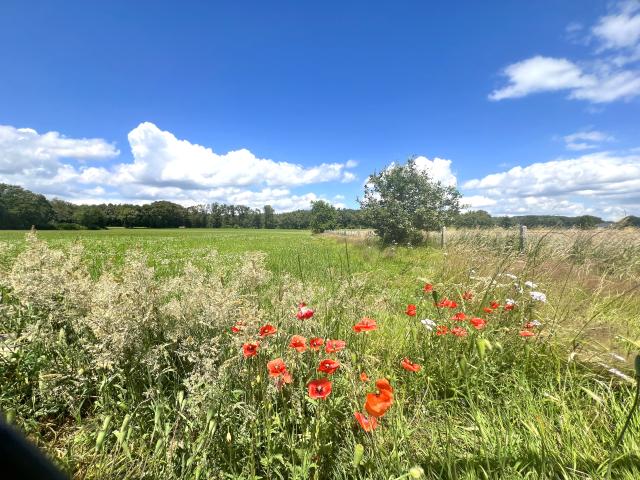 Uitzicht van vakantiehuis [zomer]