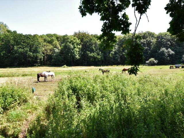 Aussicht vom Ferienhaus [Sommer]