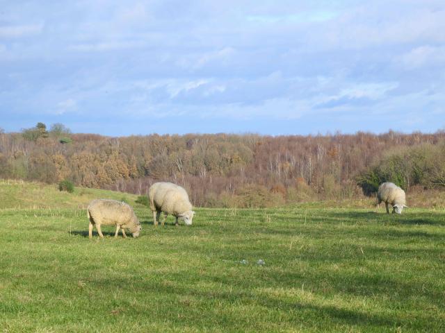 Direkte Umgebung [Sommer] (<1 km)