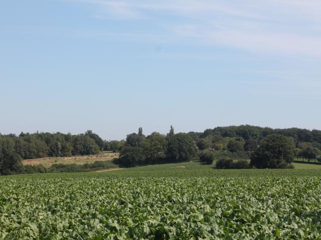 Direkte Umgebung [Sommer] (<1 km)